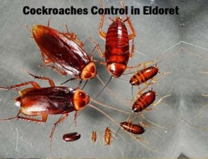 Cockroaches control services in Eldoret Cockroaches control services in Eldoret