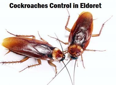 cockroaches control in Eldoret cockroaches control in Eldoret