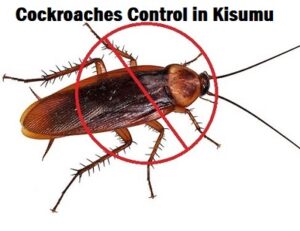 Cockroaches control in Kisumu Kenya