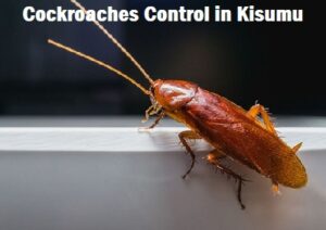 Cockroaches control in Kisumu