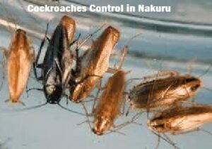 cockroaches control in Nakuru