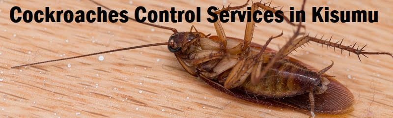 cockroaches control services Kisumu