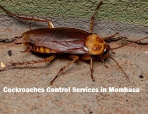 Cockroaches control services Mombasa