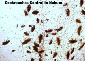 Cockroaches control services in Nakuru Kenya
