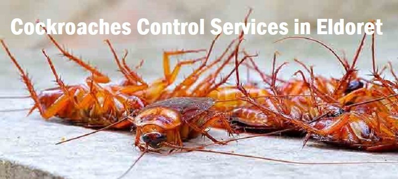 cockroaches control services in Eldoret cockroaches control services in Eldoret