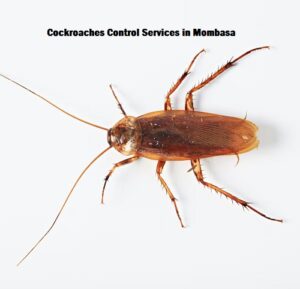 cockroaches control services in Mombasa