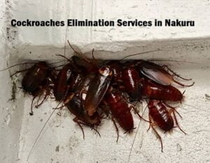 Cockroaches elimination services in Nakuru
