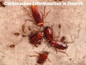 Cockroaches extermination services in Eldoret Cockroaches extermination services in Eldoret
