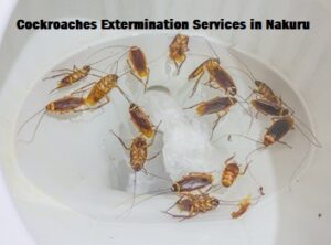 Cockroaches extermination services in Nakuru