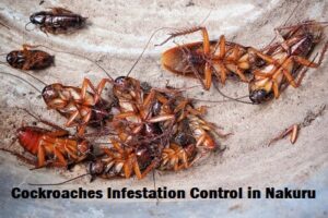 Cockroaches infestation control services in Nakuru