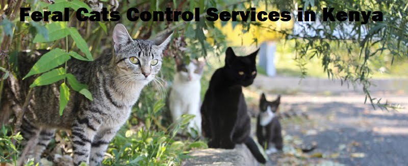 feral cats control services in Kenya