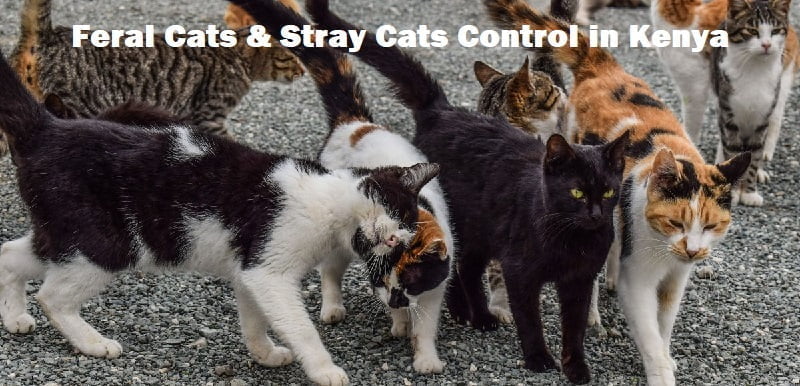 Feral cats & stray cats control in Kenya