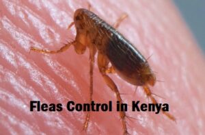 Fleas control in Kenya Fleas control in Kenya