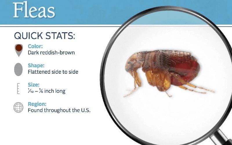 fleas control services Kenya Nairobi