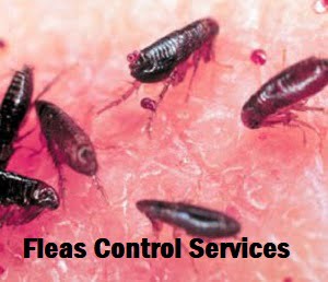 Fleas control services Fleas control services