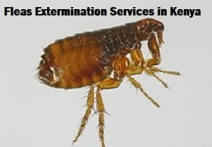 Fleas extermination services in Kenya Fleas extermination services in Kenya