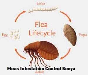 Fleas Infestation Control in Kenya Fleas Infestation Control in Kenya