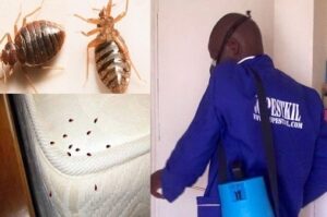Fumigation and pest control services in Kisumu Fumigation and pest control services in Kisumu