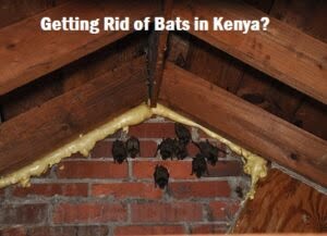 Getting rid of bats in Kenya? Getting rid of bats in Kenya?