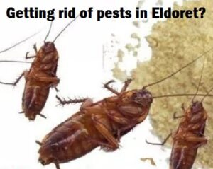 Getting rid of pests in Eldoret?
