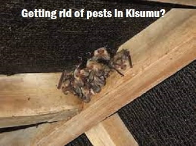 getting rid of pests in Kisumu