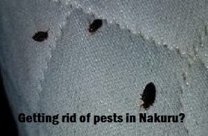 Getting rid of pests in Nakuru?