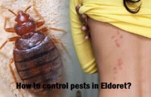 How to control pests in Eldoret?