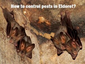 How to control pests in Eldoret?