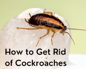 How to get rid of pests in Africa?