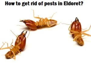 How to get rid of pests in Eldoret?