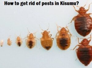 How to get rid of pests in Kisumu? How to get rid of pests in Kisumu?