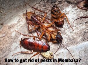 how to get rid of pests in Mombasa? how to get rid of pests in Mombasa?