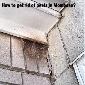 how to get rid of pests in Mombasa? how to get rid of pests in Mombasa?
