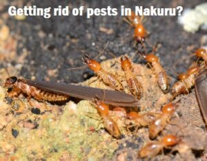 how to get rid of pests in Nakuru?