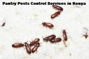 Pantry pests control services in Kenya
