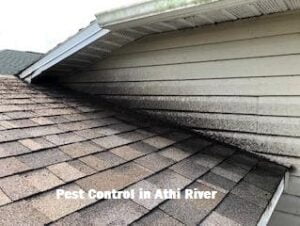 pest control in Athi River pest control in Athi River