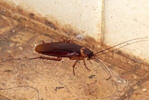 Pest control services in Muthaiga Nairobi