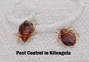 Pest control services in Kitengela Pest control services in Kitengela