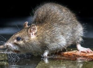 Pest extermination services in Germany