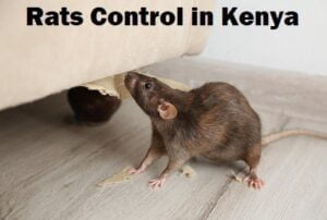 Rats control in Kenya