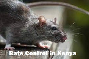 rats control in Kenya