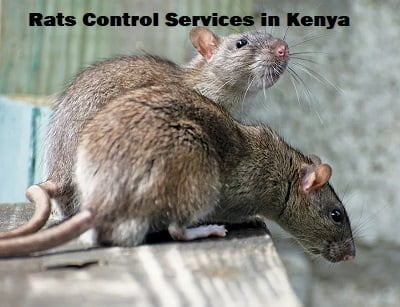 rats control services in Kenya