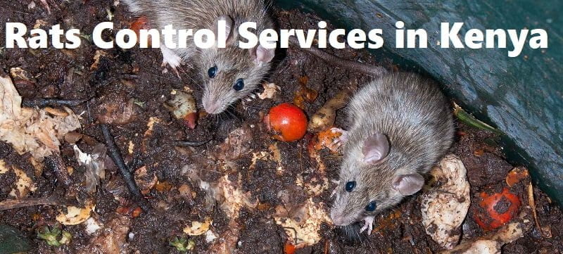 rats control services in Kenya