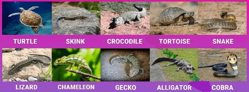 Reptiles snakes geckos control in Kenya