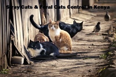stray cats & feral cats control in Kenya