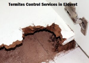 Termites control services in Eldoret Termites control services in Eldoret