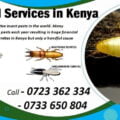 termites control services in Kenya