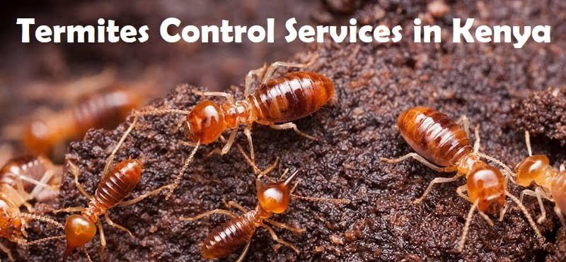 termites control services in Kenya Nairob termites control services in Kenya Nairobi