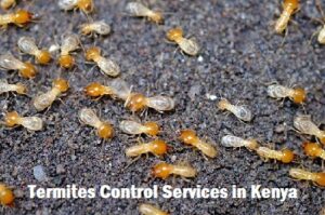 Termites control services in Nakuru