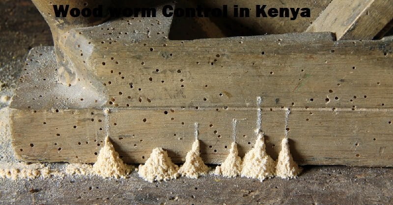 Woodworm control in Kenya